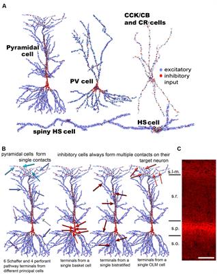 The Effects of Realistic Synaptic Distribution and 3D Geometry on Signal Integration and Extracellular Field Generation of Hippocampal Pyramidal Cells and Inhibitory Neurons